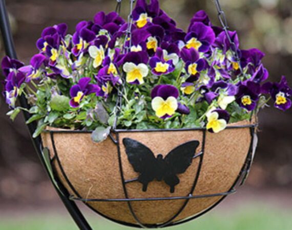 Hanging Baskets