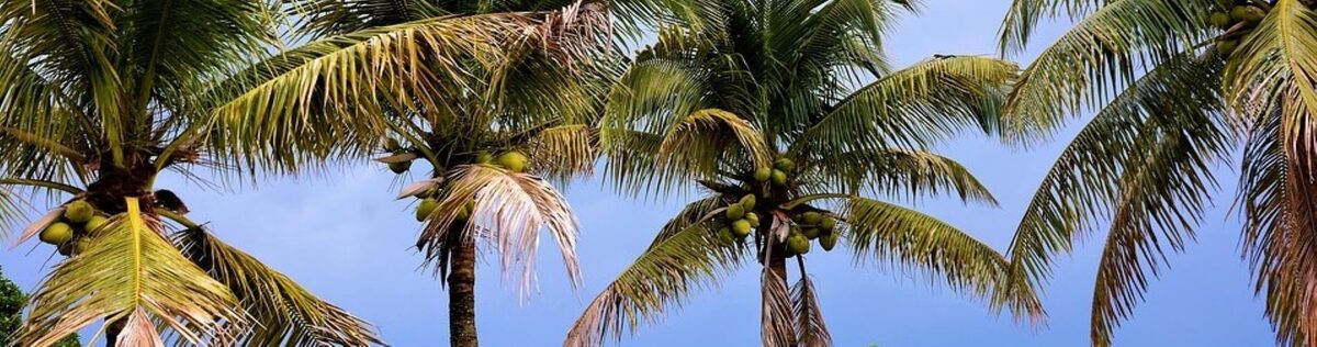 Coconut coir products